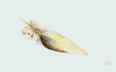 Dove Feather