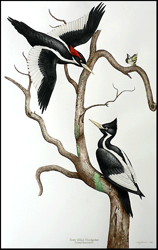 Ivory-billed Woodpecker