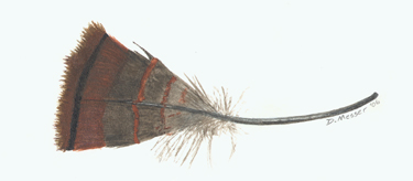 Wild Turkey Feather