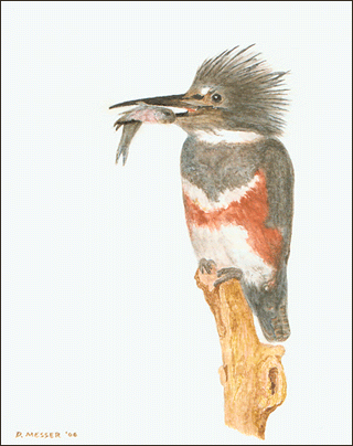 Kingfisher Watercolor