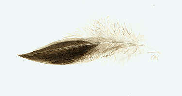Pintail Duck Feather