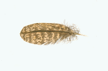 Whippoorwill Feather